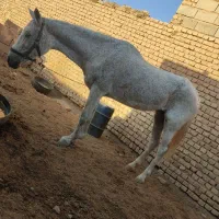 اسب|اسب و تجهیزات اسبسواری|یونسی, |دیوار