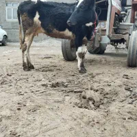 گاو ترکمن دورگ|حیوانات مزرعه|سیمین شهر, |دیوار