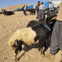 خرید فروش بره عزیزان لطفاً بادقت بخوانید ممنون