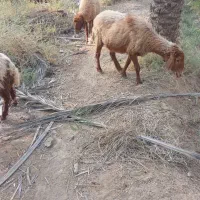 السلام علیکم،تعدادی گوسفند