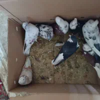 کفتر|پرنده|سراب, |دیوار