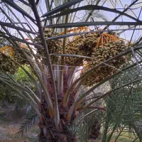 فروش باغ مرکبات|فروش دفتر صنعتی، کشاورزی، تجاری|بهبهان, |دیوار