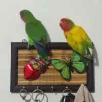 جفت برزیلی مولد بازدید صحنه معاوضه دارم|پرنده|صحنه, |دیوار