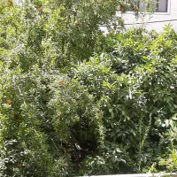 اجاره اتاق از دفتر کار