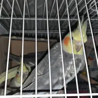 سه عدد عروس هلندی دو ماده و یک نر و دو عدد خرگوش|پرنده|کلاچای, |دیوار