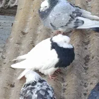 کبوتر زینتی|پرنده|نجفآباد, دفاع مقدس|دیوار