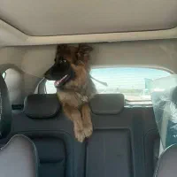 سگ ژرمن|سگ|محمودآباد, |دیوار