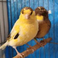 قناری ماده گلاستر|پرنده|اصفهان, امامزاده اسماعیل|دیوار