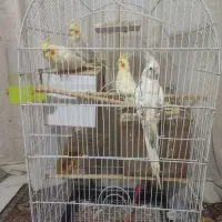 عروس هلندی|پرنده|چناران, |دیوار