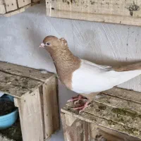 سینه زرد نر ،سینه زرد ماده