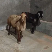 بز نر و قوچ|حیوانات مزرعه|سنقر, |دیوار