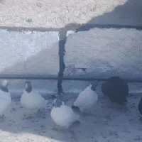 دورح|پرنده|اردبیل, |دیوار