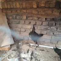 جوجه مرغ و خروس|حیوانات مزرعه|سبزوار, قصبه غربی|دیوار