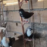 کبوتر|پرنده|برازجان, |دیوار