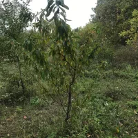 باغ فیرورق|فروش زمین و ملک کلنگی|فیرورق, |دیوار