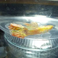 ماهی،گوپی،آکواریوم،لوازم آکواریوم،حلزون