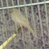 قناری ماده اماده