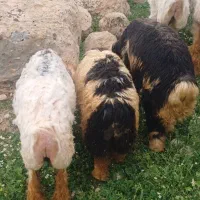 بره شیری چاق