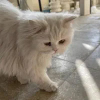 بچه گربه پرشین