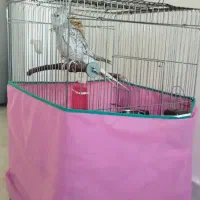 عروس هلندی ایزابلا|پرنده|رشت, انصاری|دیوار