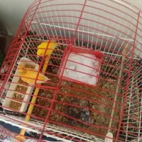 قناری با فنچ|پرنده|سبزوار, کلاته سیفر|دیوار