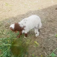 ۵عددبره نرماده