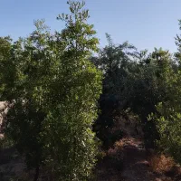 نهال عناب تقاب