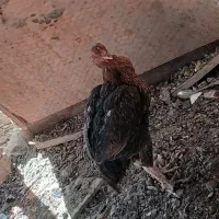 مرغ لاری