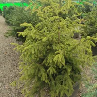 فروش انواع کاج ب قیمت تولید|خدمات باغبانی و درختکاری|صوفیان, |دیوار