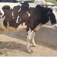 گاو هلشتاین