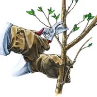 انجام امور باغبانی