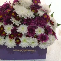 گل طبیعی|گل و گیاه طبیعی|قم, شهدا|دیوار