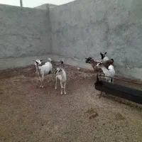 ۵عدد بز داشتی|حیوانات مزرعه|جناح, |دیوار