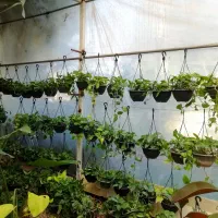 حراجی گل و گیاه پتوس پیچک