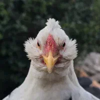 فروش تخم نطفه دار نژاد اصیل گلین لری کرچ شو|حیوانات مزرعه|تنکابن, |دیوار