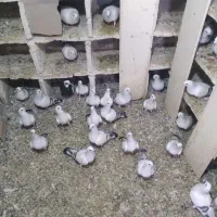 کبوتر|پرنده|ملکان, |دیوار