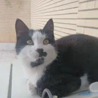 واگذاری ۳تابچه گربه بازیگوش ودستی