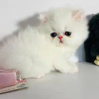 بچه گربه اشرافی|گربه|اهواز, رسالت|دیوار