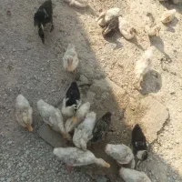 فروش اردک (فوری)|حیوانات مزرعه|هندیجان, |دیوار