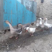 قوغاز|حیوانات مزرعه|تیکمه داش, |دیوار