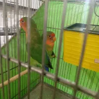 یک جفت طوطی برزیلی|پرنده|پاکدشت, پاکدشت (مامازند)|دیوار