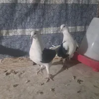 کبوتر دوکت|پرنده|شاهینشهر, گزبرخوار|دیوار