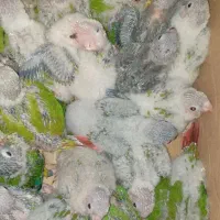 جوجه گرینچیک
