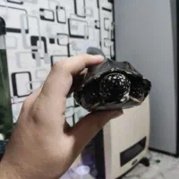 ماهی|ماهی|اراک, |دیوار