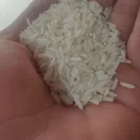 برنج شیرودی ۷۰۰ کیلو