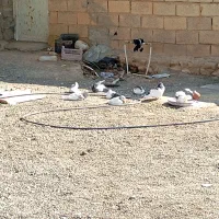 کبوتر رنگی|پرنده|ششده و قره بلاغ, |دیوار