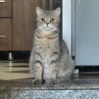 گربه بیریتیش  کمیاب ماده یک ساله