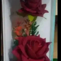 گل نو