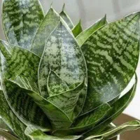 گ.ل. کروباتی