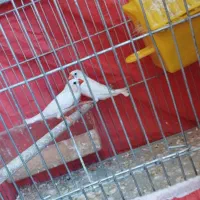 فنچ|پرنده|اصفهان, بوزان|دیوار